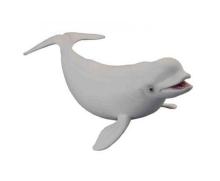 Wieloryb bieługa