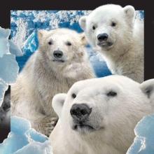 Pocztówka 3D - Niedźwiedzie polarne w śniegu