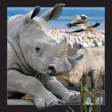 Pocztówka 3D - Nosorożec